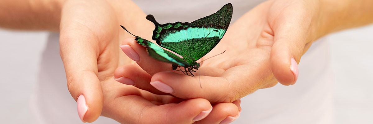 Papillon dans les mains